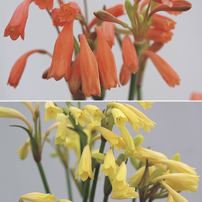 キルタンサス ミックス