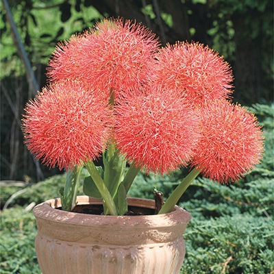 ハエマンサス ムルティフローラ