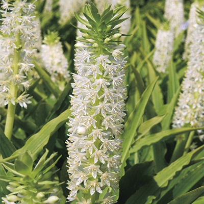 ユーコミス コモサホワイト