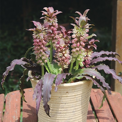 ユーコミス プンクタータ チョコレートパイン