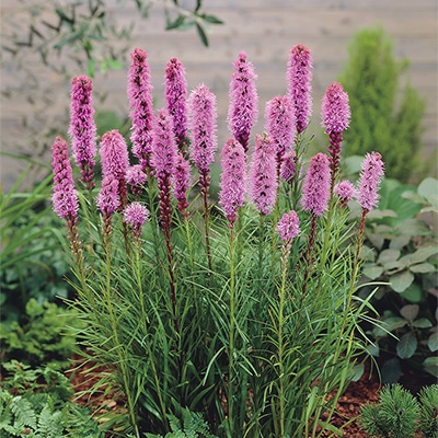 リアトリス スピカータ