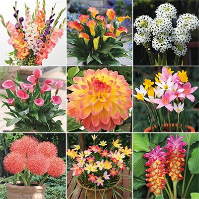 春の人気花球根 見計らいお買い得セット　A