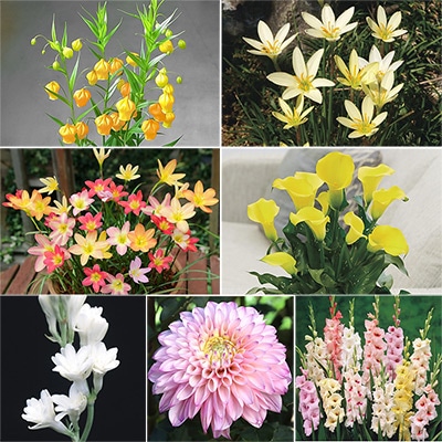 春の人気花球根 見計らいお買い得セット　A