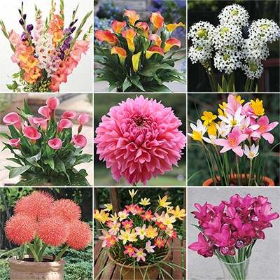 春の人気花球根 見計らいお買い得セット　B