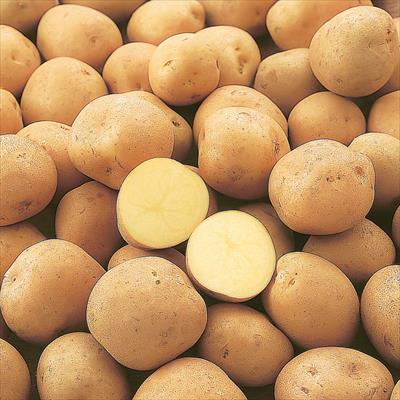 ジャガイモ ニシユタカ 種 タネ 球根 苗の通販はサカタのタネ オンラインショップ