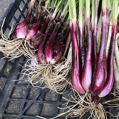 野菜の球根（タネイモ）｜サカタのタネ オンラインショップ