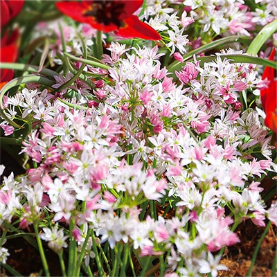 アリウム カメレオン