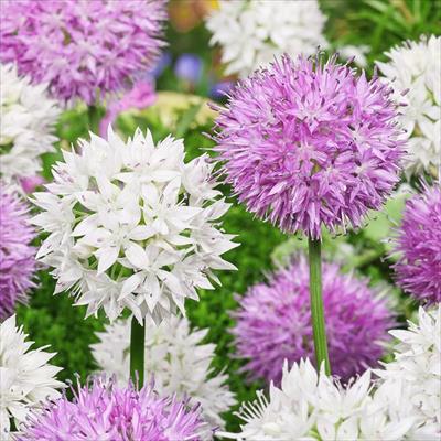 アリウム ピンク＆ホワイト ミックス