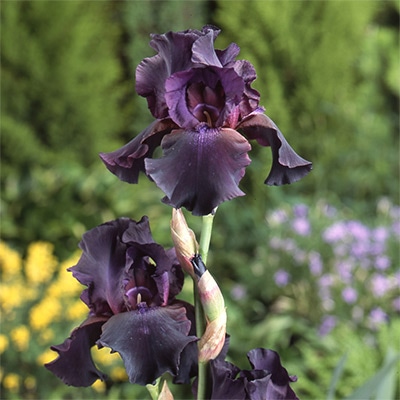 ジャーマンアイリス スーパーステイション