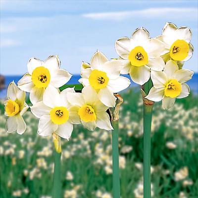 スイセン 日本スイセン