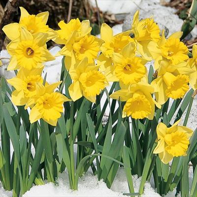 スイセン タリア 種 タネ 球根 苗の通販はサカタのタネ オンラインショップ