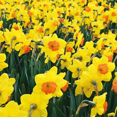 草花の球根 スイセン 種 タネ 球根 苗の通販はサカタのタネ オンラインショップ