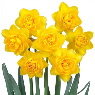 スイセン ヒーモア