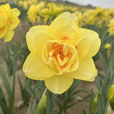 スイセン タヒチ