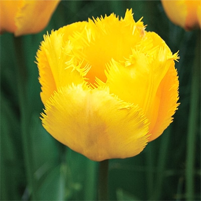 チューリップ フリンジ咲き クリスタルスター