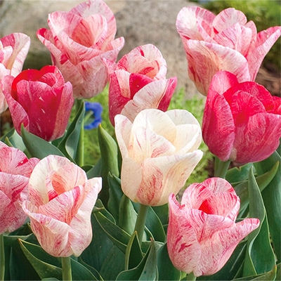 チューリップ 一重咲き へミスフェア 5球1組