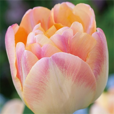 カラーパレット(R) チューリップ 八重咲き クリームアップスター