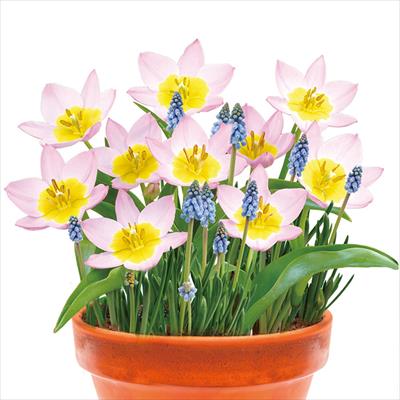 ちいさな寄せ植え つぼみの精2種ミックス