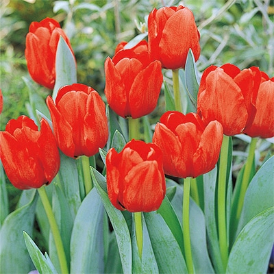 チューリップ 一重咲き イルデフランス 5球1組