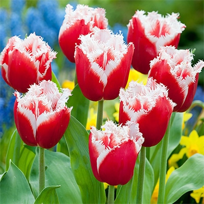 チューリップ フリンジ咲き ニューサンタ 5球1組
