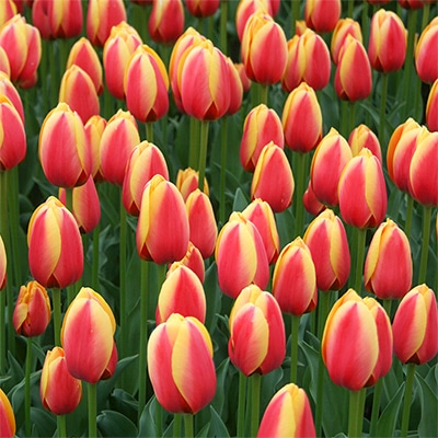 チューリップ 一重咲き ワールドピース 5球1組