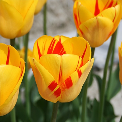 チューリップ 一重咲き オリンピックフレーム 5球1組