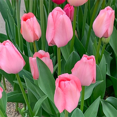 チューリップ 一重咲き ベラブラッシュ 5球1組