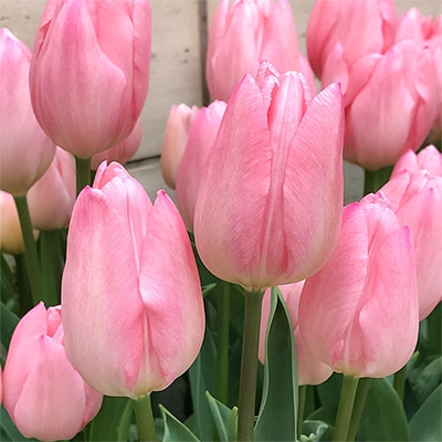 チューリップ 一重咲き クリスマスパール 5球1組