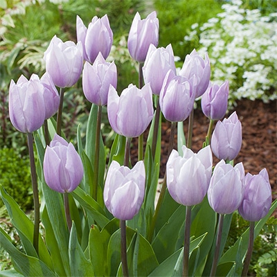 チューリップ 一重咲き シルバークラウド 5球1組