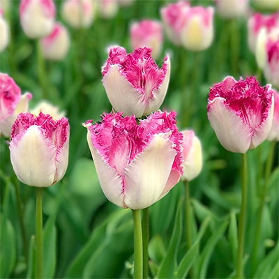 チューリップ フリンジ咲き アイラッシュ 5球1組