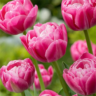 チューリップ 八重咲き ヴォーグ 5球1組