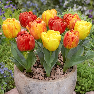 チューリップ 八重咲き フレミングベイビー 5球1組