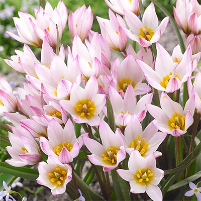 チューリップ 一重咲き ヒルデ 5球1組