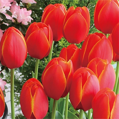 国産球チューリップ 超特大球一重咲き ワールドフェバリット