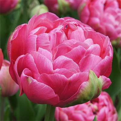 チューリップ 八重咲き アメージンググレース