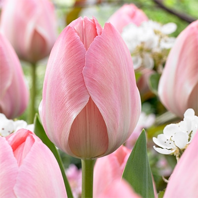 カラーパレット(R) チューリップ 一重咲き ミスティックファンアイク