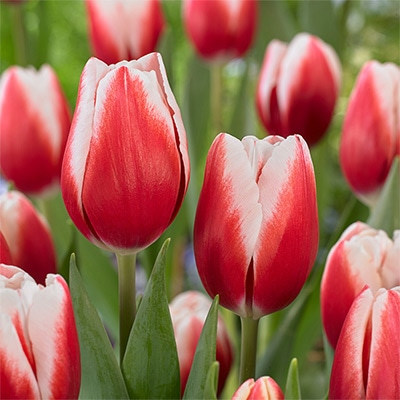 カラーパレット(R) チューリップ 一重咲き タイムレス