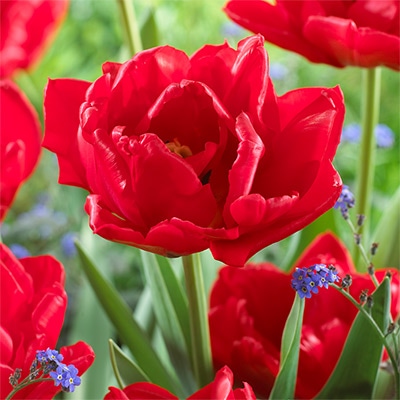 チューリップ 八重咲き ラルゴ