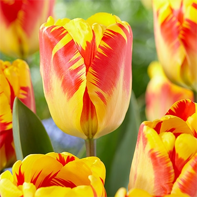 チューリップ 一重咲き バンジャルーカ