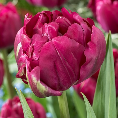 チューリップ 八重咲き ロイヤルエーカーズ