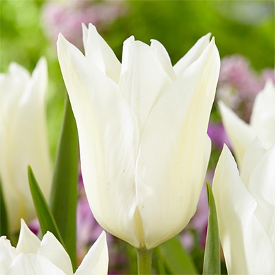 チューリップ ユリ咲き ホワイトトライアンファーター