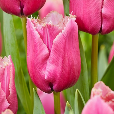 チューリップ 一重咲き ルーブル