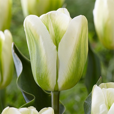 カラーパレット(R) チューリップ 一重咲き グリーンスピリット