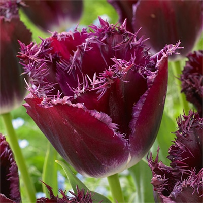 チューリップ フリンジ咲き パープルクリスタル