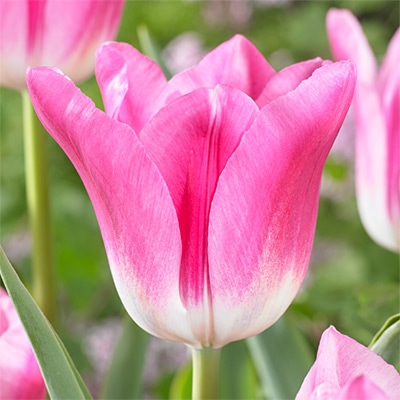 チューリップ 一重咲き ロイヤルテン
