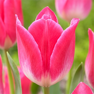 チューリップ 一重咲き メンフィス