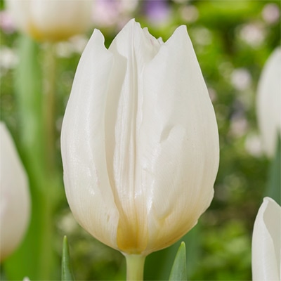 チューリップ 一重咲き ホワイトプリンス