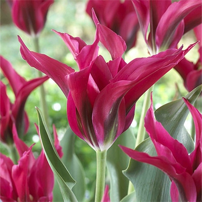 カラーパレット(R) チューリップ ユリ咲き ドールズメヌエット