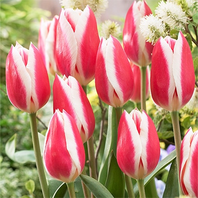 チューリップ 一重咲き キャンディーアップルデライト