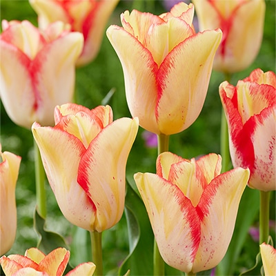 チューリップ 一重咲き ビューティードリーム